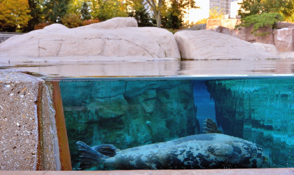 Kovler Seal Pool Exhibit – Interactive Design Architects